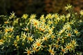 Dahlia flowers Ã¢â¬ÅRufle yellowÃ¢â¬Â growing outdoors in sunny day in autumn time